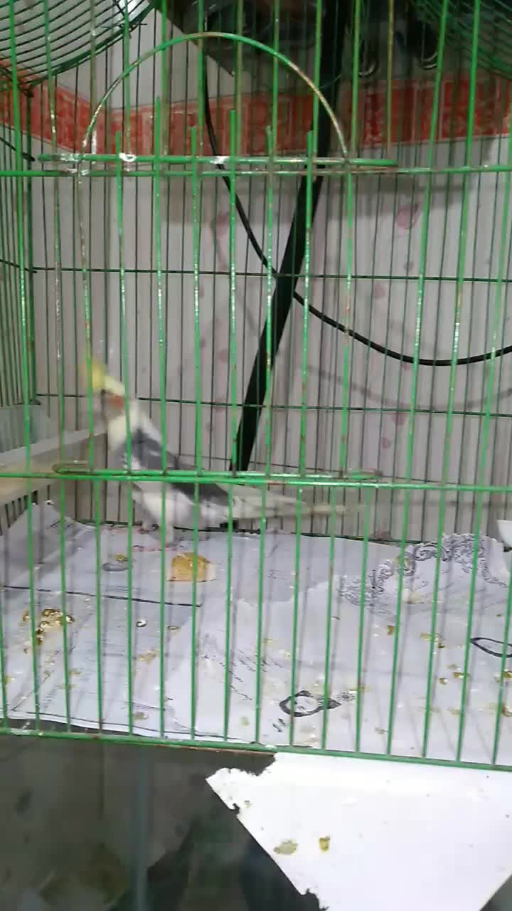 عروس معاوضه با۲جفت مرغ عشق باجوجه|پرنده|فردیس, شهرک وحدت|دیوار