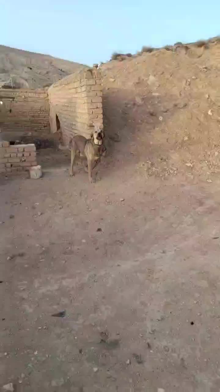 سگ اصیل پژدر نر|سگ|فیروزکوه, |دیوار