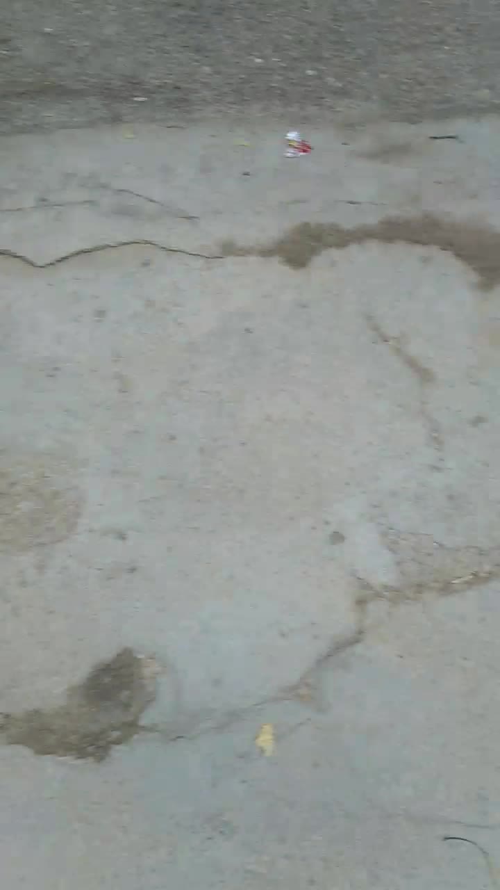 خروس لاری|حیوانات مزرعه|آذرشهر, |دیوار