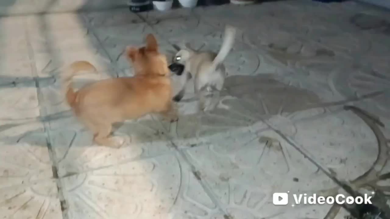 2 قلاده توله سگ پاکوتاه و سرابی|سگ|کرمانشاه, |دیوار