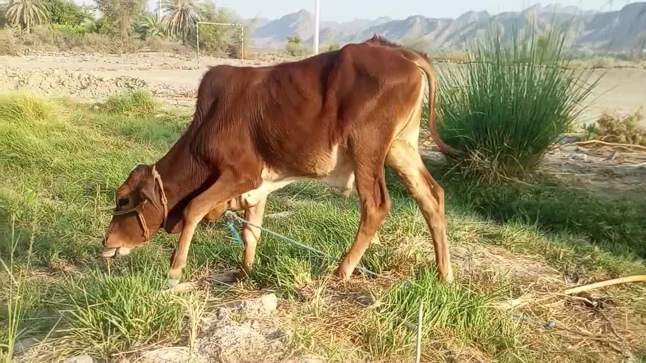 فروش فوری مشتریان قیمت شکاری زدم فقط خریدار بیاد|حیوانات مزرعه|ساربوک, |دیوار