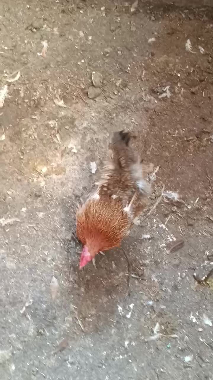 مرغ و خروس محلی و جوجه|حیوانات مزرعه|گرگان, |دیوار