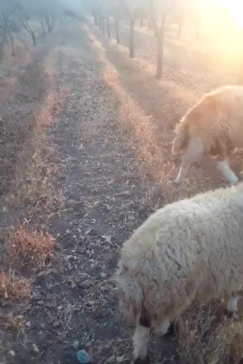 بره قوچی فروشی به ضمانت کله|حیوانات مزرعه|کوهسرخ, |دیوار