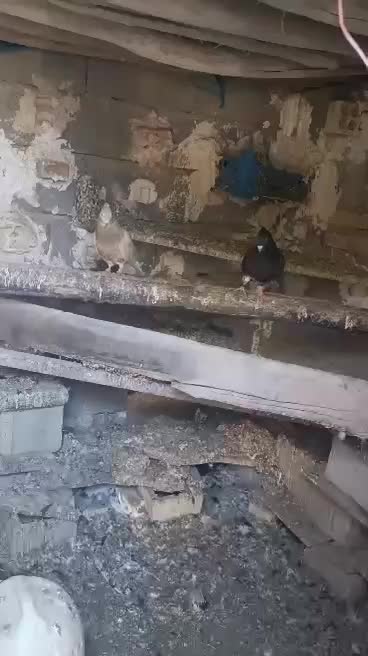 کبوتر دم سفید سالم سرحال نیاز به پول دارم|پرنده|رامهرمز, |دیوار