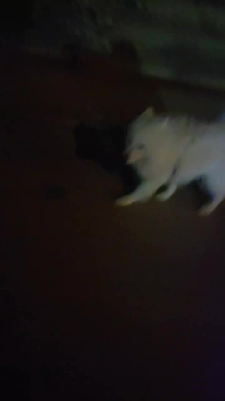 سگ نژاد سامویید وارداتی با تخفیف اخرش12|سگ|جونقان, |دیوار