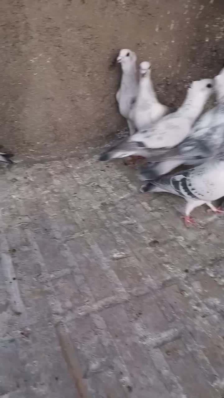 شامی کرمونی|پرنده|بیرجند, |دیوار