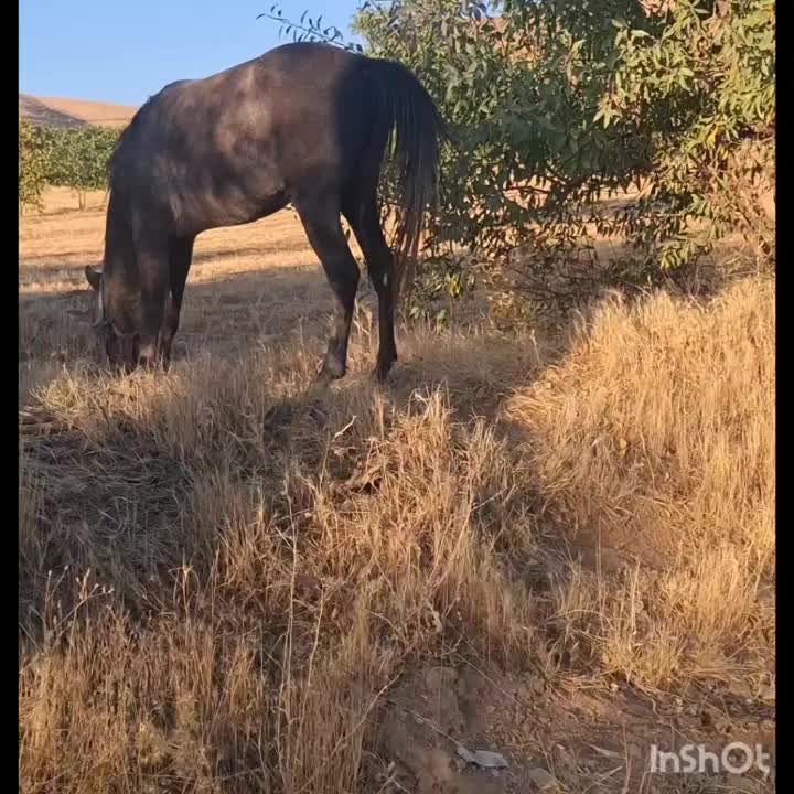 ۲تا مادیان|اسب و تجهیزات اسبسواری|سنندج, |دیوار