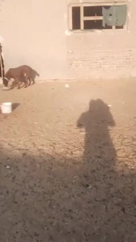 واگذاری سگ سرخ|سگ|کاشان, طاهرآباد|دیوار