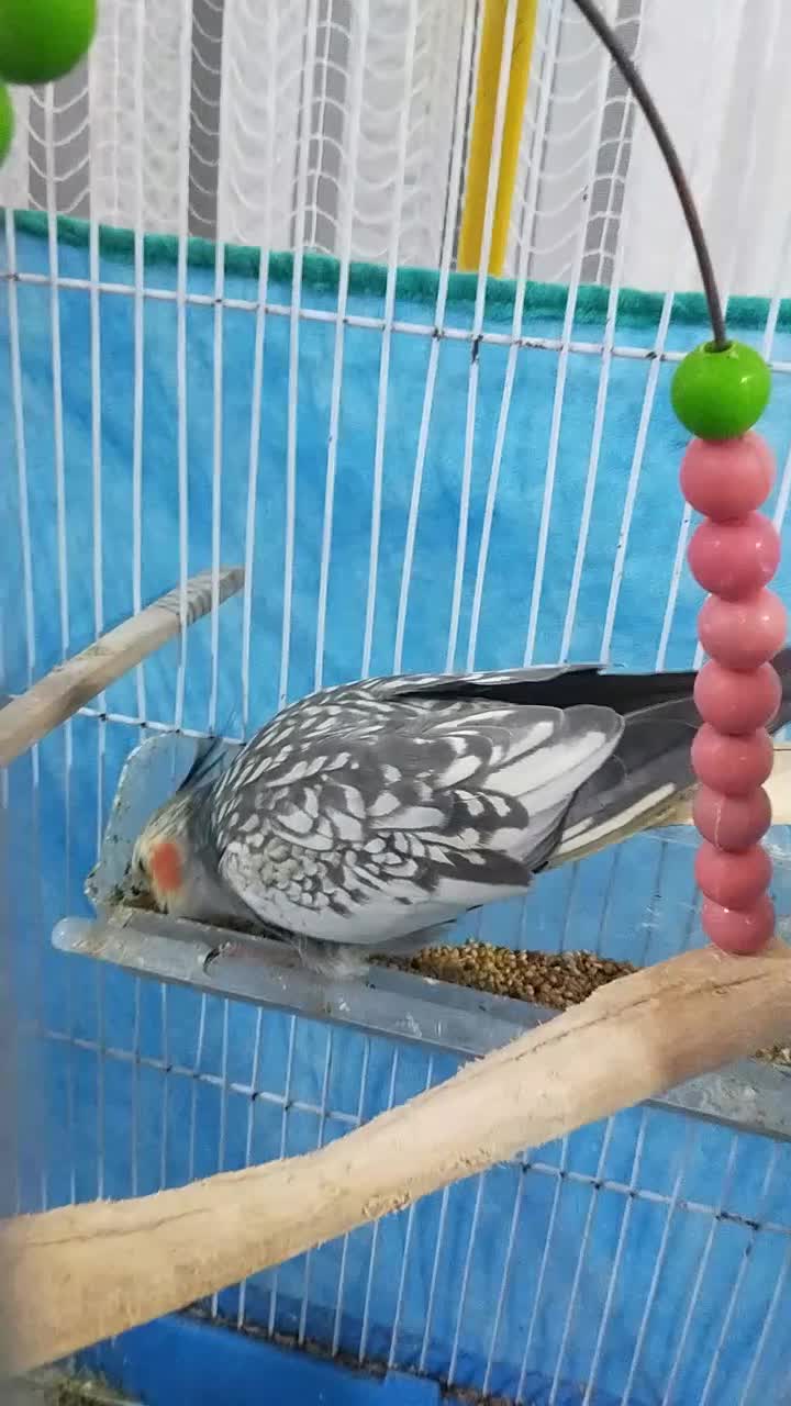 عروس هلندی ماده|پرنده|حویق, |دیوار