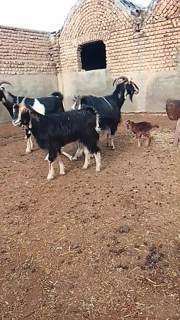 بز زایده|حیوانات مزرعه|پیشوا, |دیوار