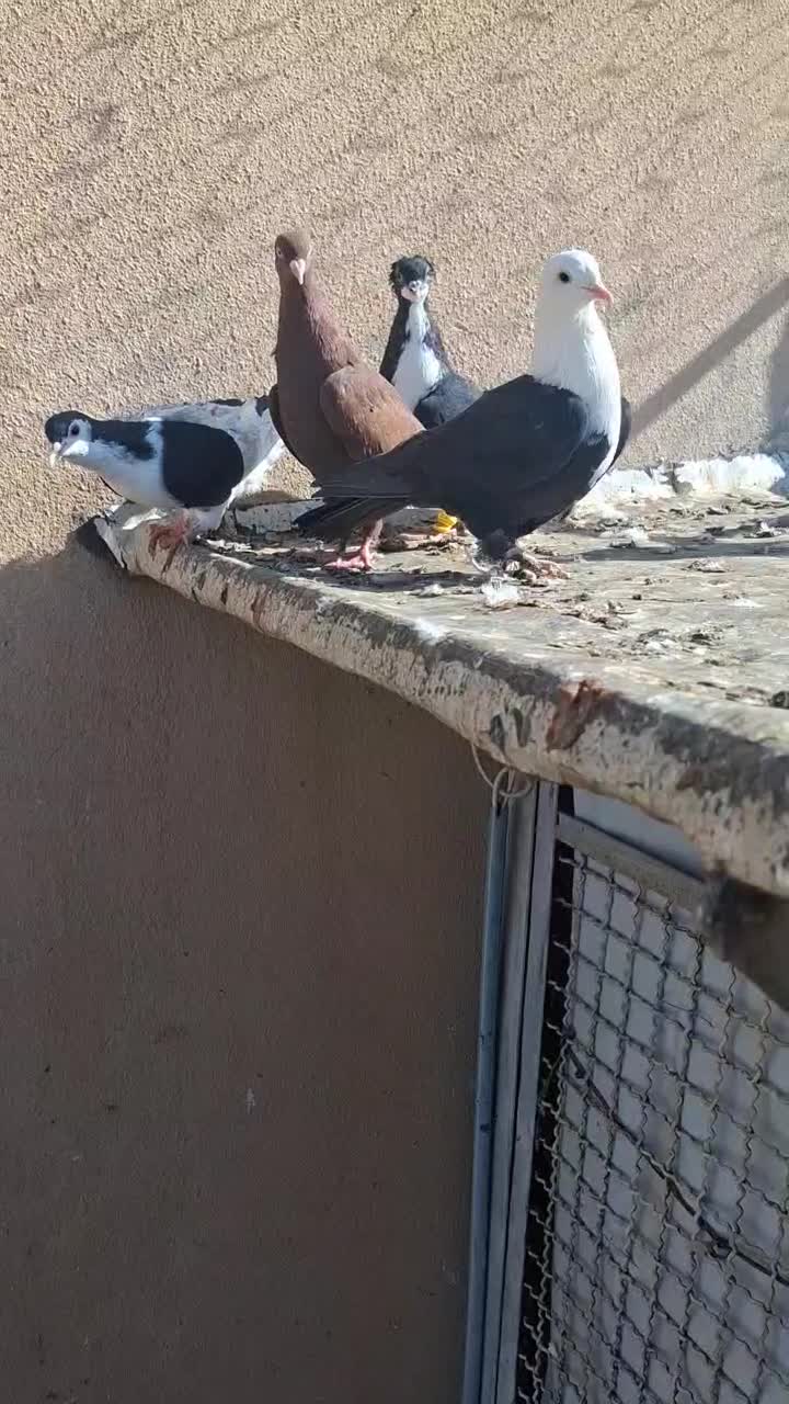 کبوتر|پرنده|شهرآباد, |دیوار