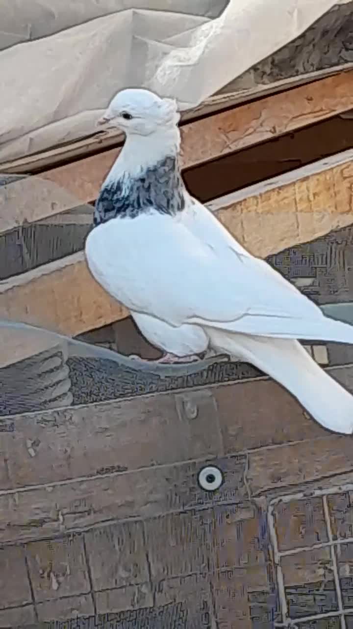 کبوتر طوقی|پرنده|اصفهان, دانشگاه اصفهان|دیوار