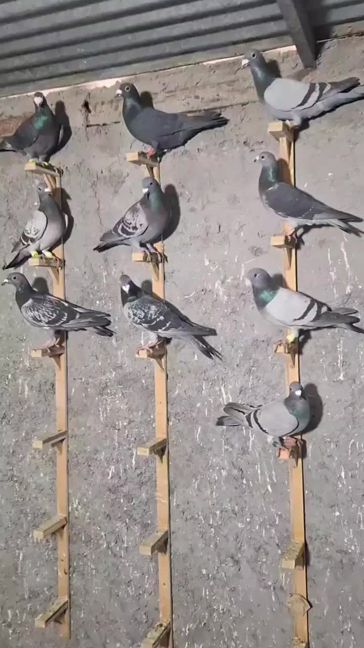 کفتر بوم زدخوردی|پرنده|مشهد, کوشش|دیوار