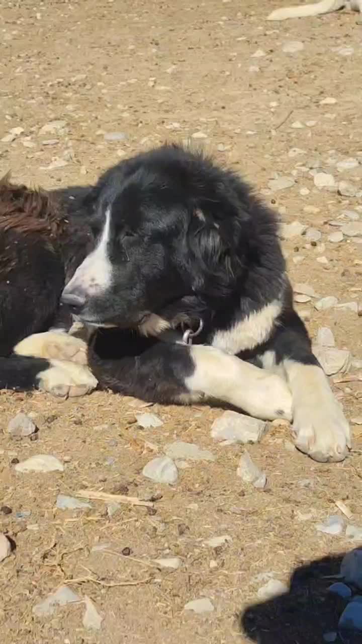 توله سگ خراسانی|سگ|اسفراین, |دیوار