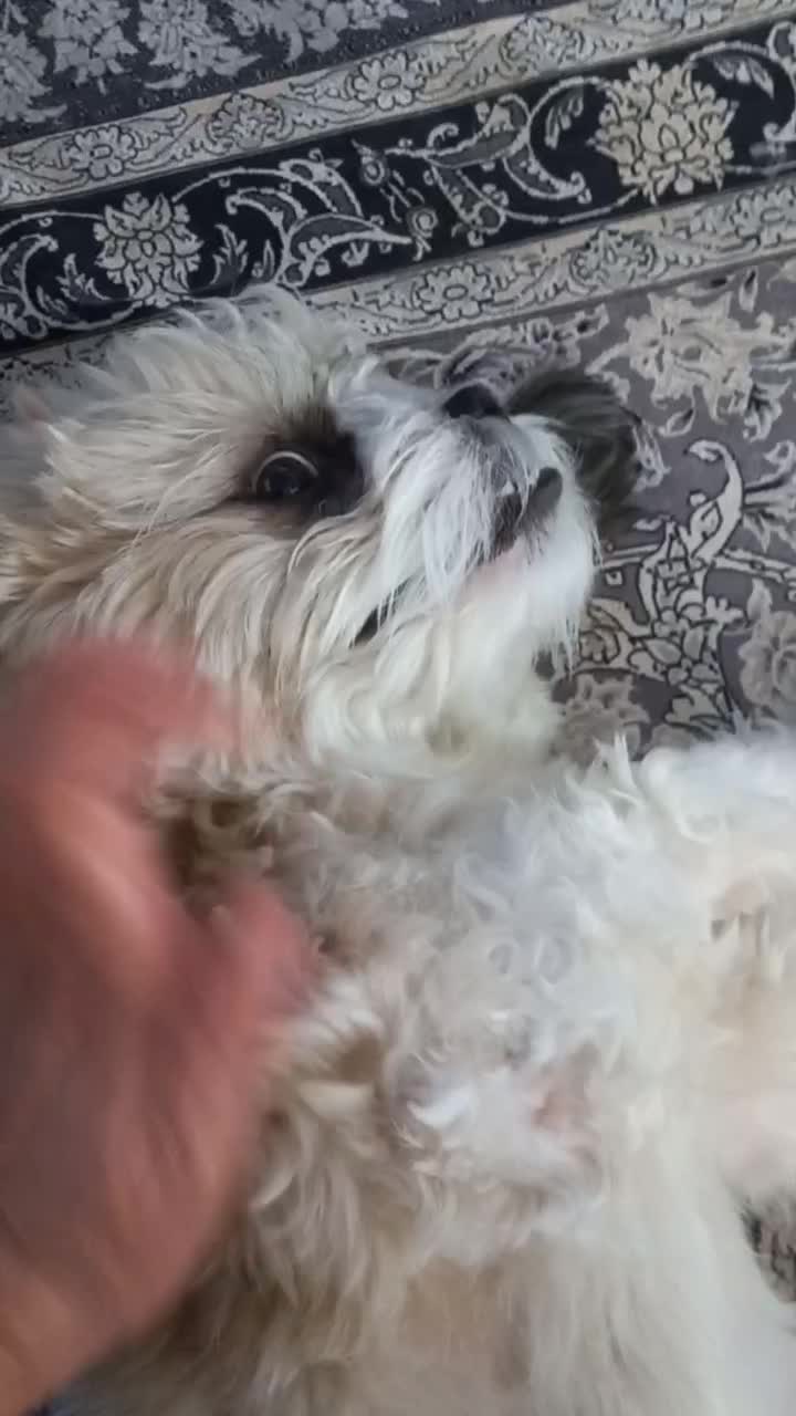 سگ نر دو ساله|سگ|تهران, اسکندری|دیوار