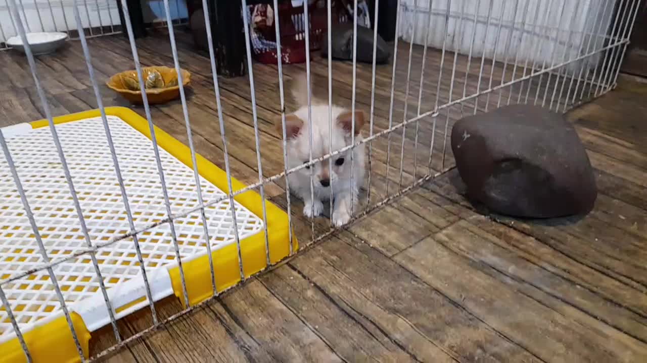 شیواوا جیبی شیهواهوا چیواوا شی واوا فنجونی سایزصفر|سگ|تهران, زعفرانیه|دیوار