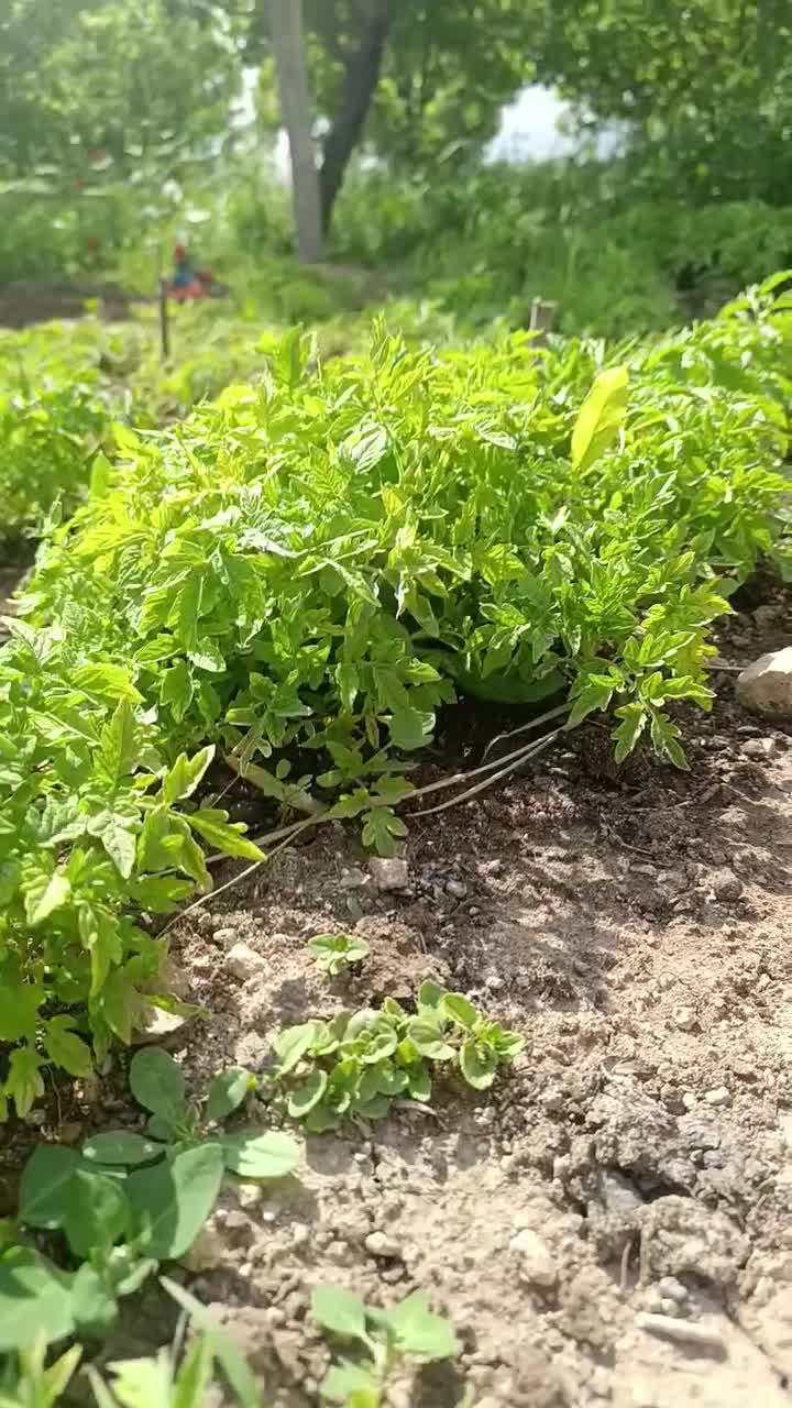نشا گوجه|خدمات باغبانی و درختکاری|خرمآباد, |دیوار
