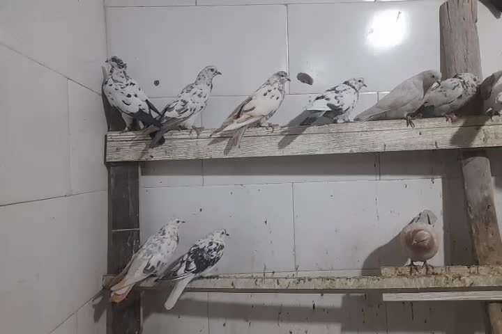 دوکت و انواع کفتر|پرنده|پیر بکران, |دیوار