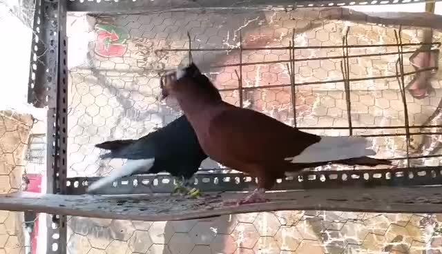 ماده مینا سرخ|پرنده|زاهدان, |دیوار