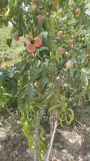 نهال اصفهان|گل و گیاه طبیعی|شاهینشهر, شهرک ردانی پور|دیوار