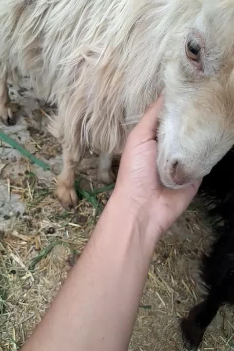 .دوتا بز خونگی جفت نر ماده دوقولو زا َ بشرط|حیوانات مزرعه|حبیب آباد, |دیوار