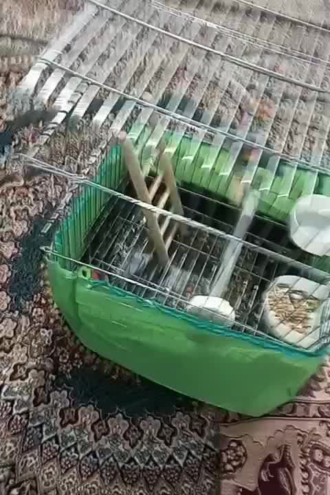 تعویض طوطی برزیلی ماده شیطون سالم بانر|پرنده|فردیس, نگارستان|دیوار