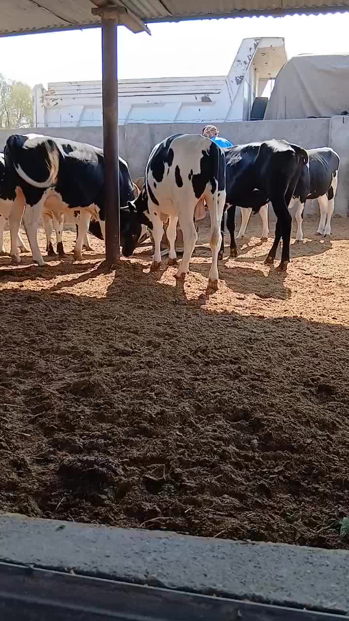 کود حیوانی ( گاوی )|خدمات باغبانی و درختکاری|جیرفت, |دیوار