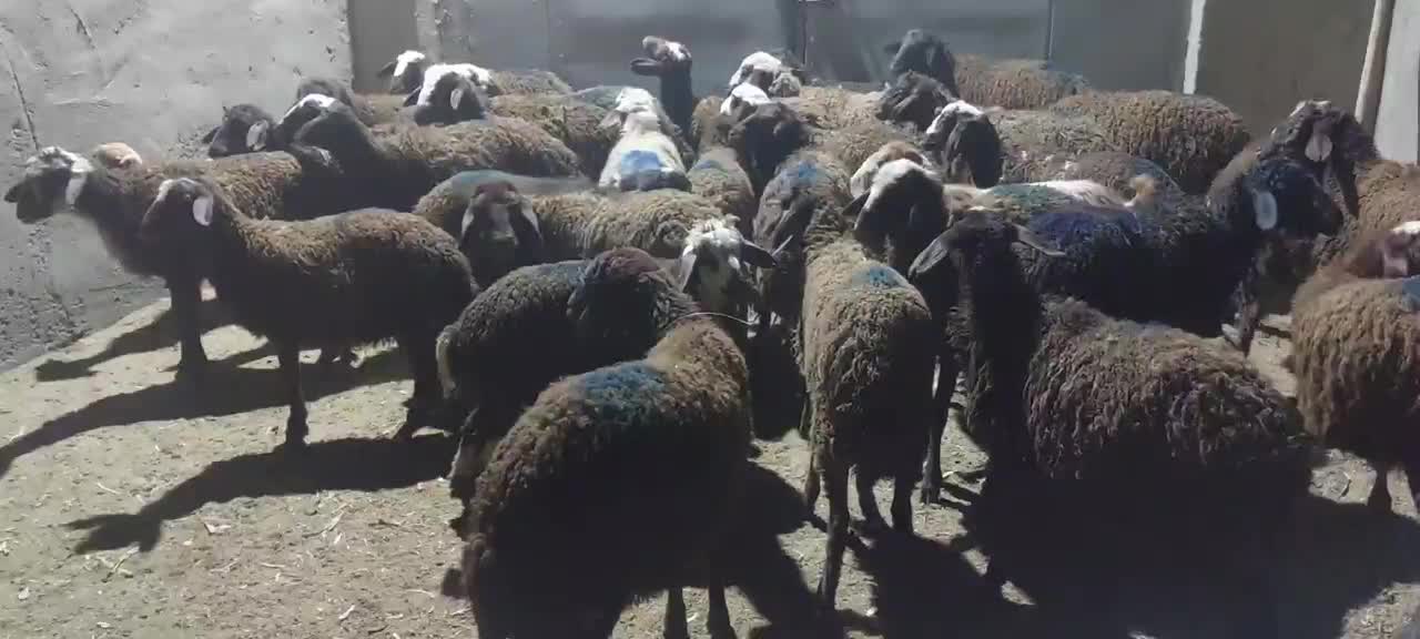 بره فشمی|حیوانات مزرعه|تهران, شهرری|دیوار
