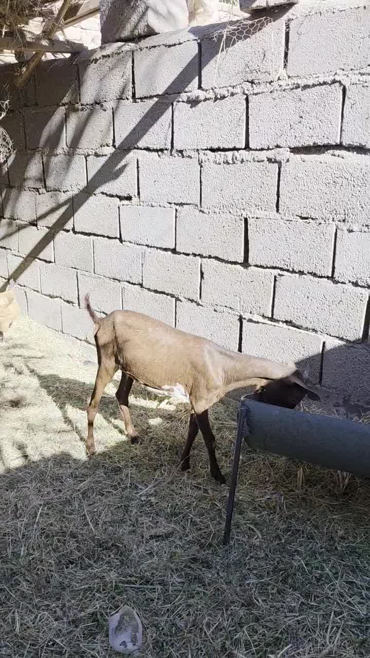 گوسفند|حیوانات مزرعه|بم, |دیوار