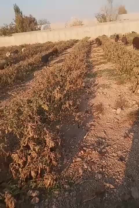 چند راس بزغاله و بز ابستن|حیوانات مزرعه|پاکدشت, پاکدشت (مامازند)|دیوار