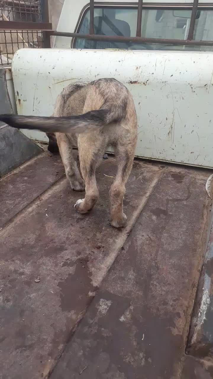 از بهترین نسل سرابی|سگ|پارس‌آباد, |دیوار