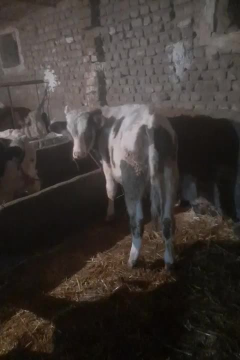 فروش ۴ تا گوساله درجه یک|حیوانات مزرعه|نهاوند, |دیوار