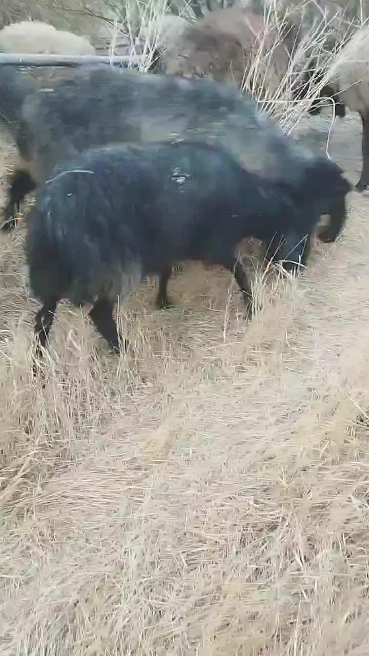 میش قیمت مناسب آبستن|حیوانات مزرعه|قم, پردیسان|دیوار