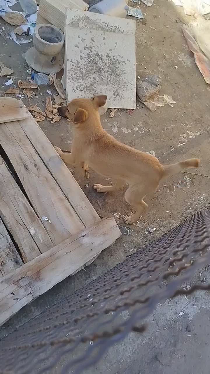 سگ پاکوتاه ماده|سگ|آشخانه, |دیوار