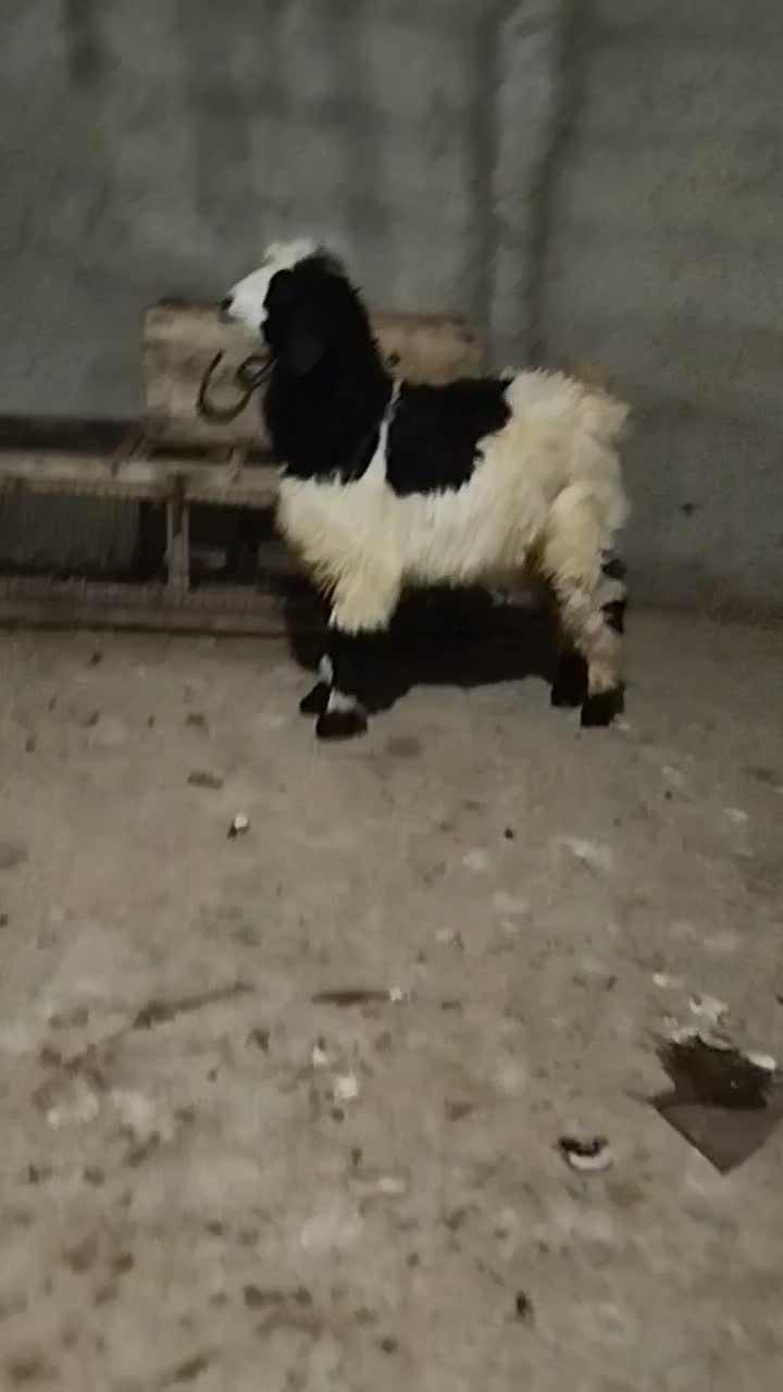 بزغاله نر بز|حیوانات مزرعه|رامیان, |دیوار