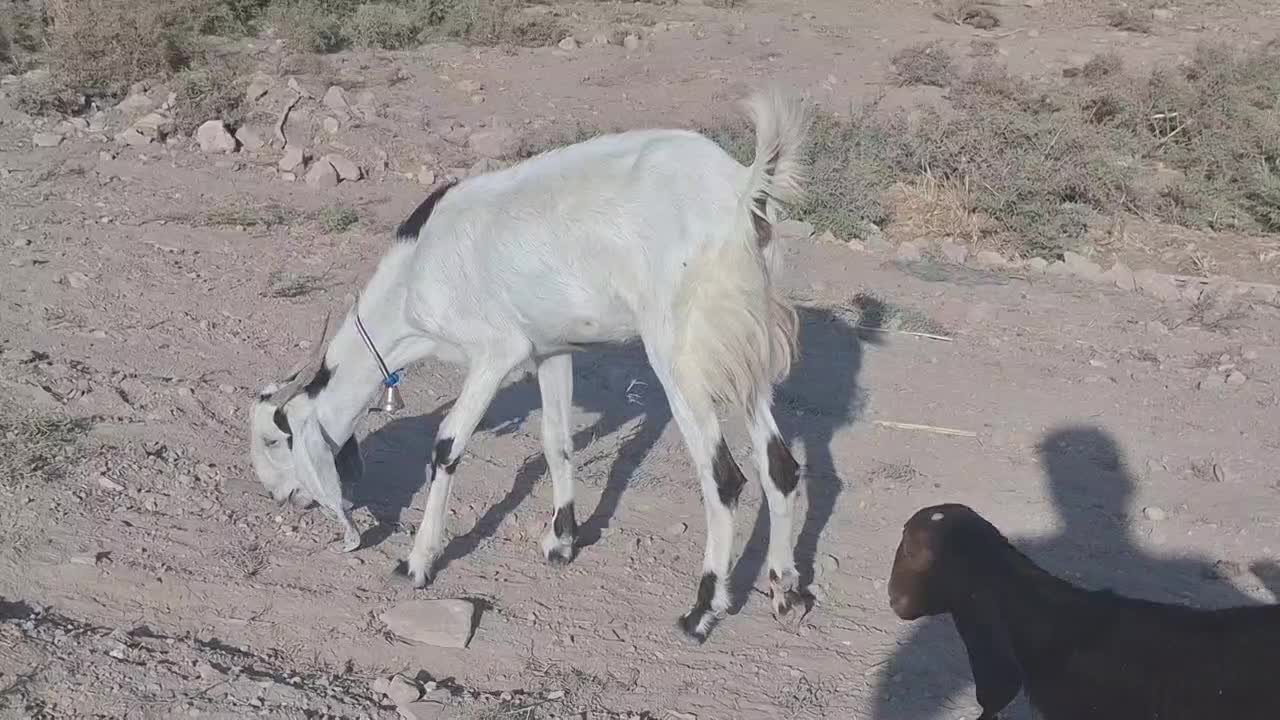 بز جوان لنگه 3 قلو با بزغاله ماده|حیوانات مزرعه|دره شهر, |دیوار
