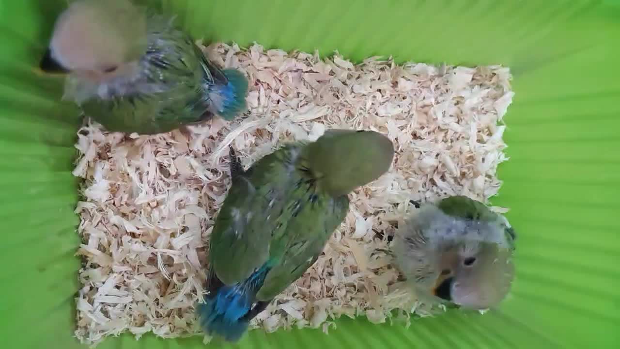 ۳ جوجه طوطی برزیلی صورت هلویی سرلاکی ۳۰ روزه|پرنده|اسلام‌شهر, شهرک مصطفی خمینی|دیوار
