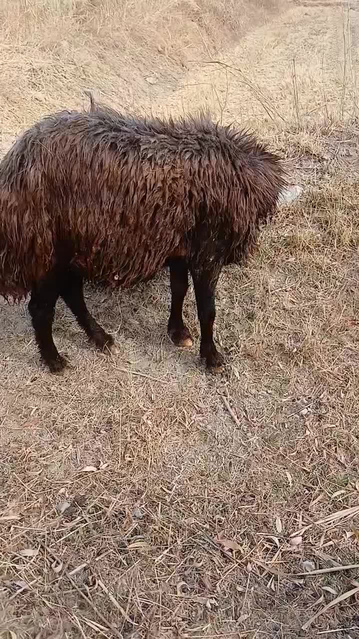 شیشک قوچ همو افشاری اصیل آماده واگذاری|حیوانات مزرعه|شادیان, |دیوار