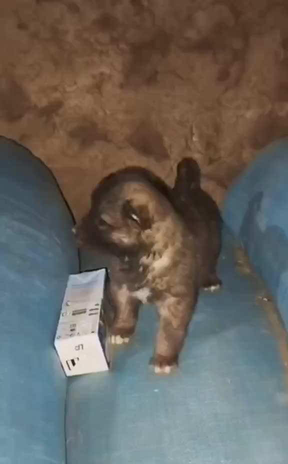 توله سرابی|سگ|تالش, هشتپر|دیوار