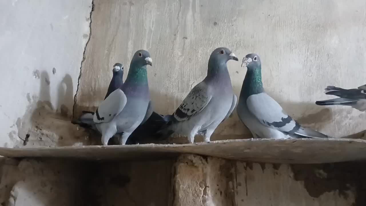 کفتر|پرنده|زیرکوه, |دیوار