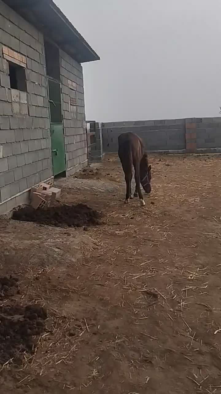 کره نریون 8ماه ترکمن|اسب و تجهیزات اسبسواری|گمیشان, |دیوار