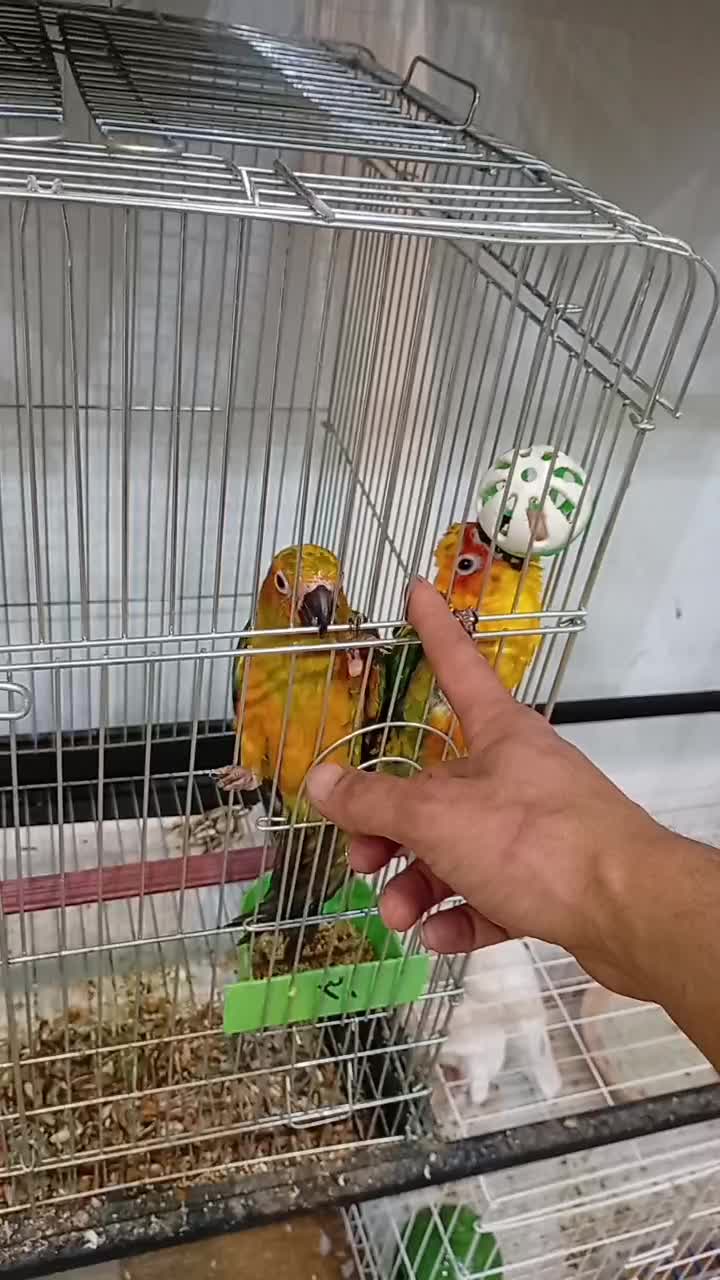 ملنگو رنگی و خورشیدی|پرنده|عباسآباد, |دیوار