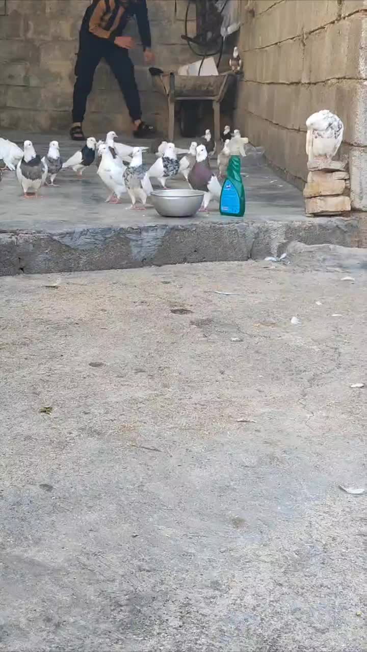 تعداد ۳۰ عدد طوقی|پرنده|اهواز, شریعتی جنوبی|دیوار