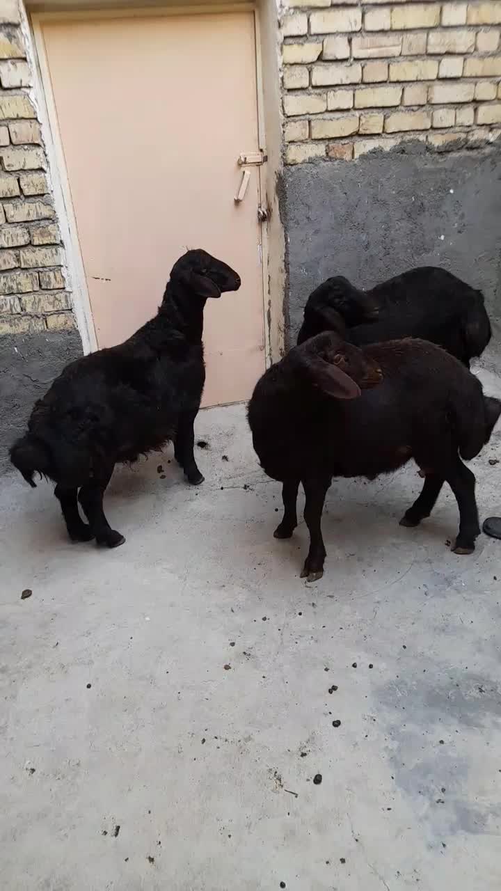 بره نر قزل لخت|حیوانات مزرعه|سارال, |دیوار