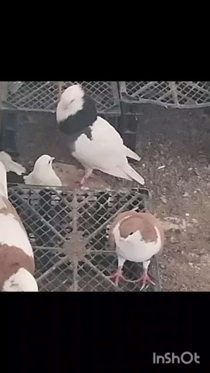 کفتر|پرنده|زابل, |دیوار