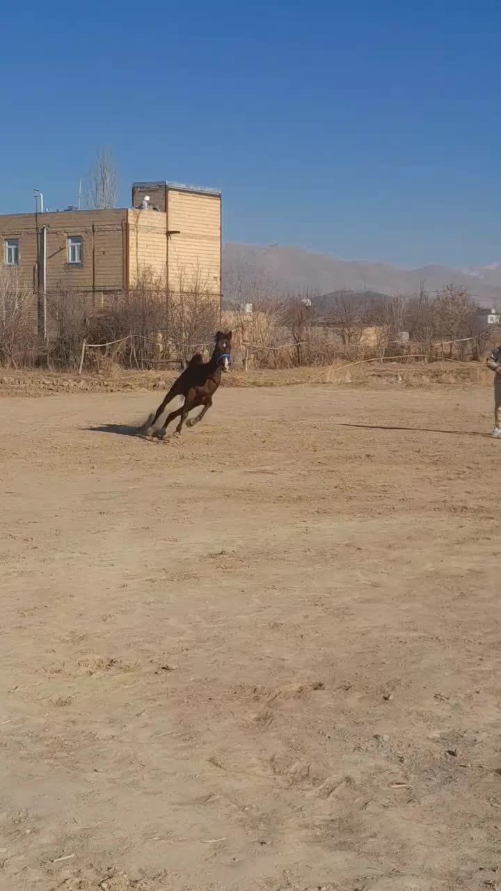 اسب نریان|اسب و تجهیزات اسبسواری|اراک, |دیوار