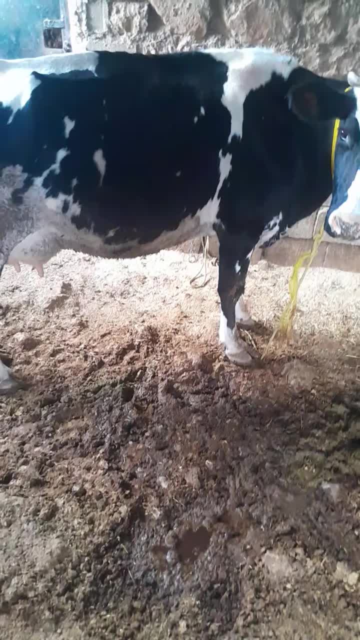 گاو شیری باگوساله|حیوانات مزرعه|یاسوج, |دیوار