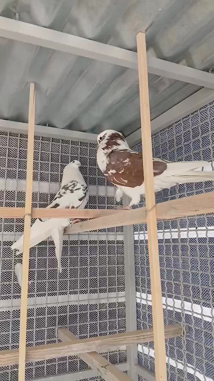 کبوتر شمرونی اصل|پرنده|دماوند, دماوند|دیوار