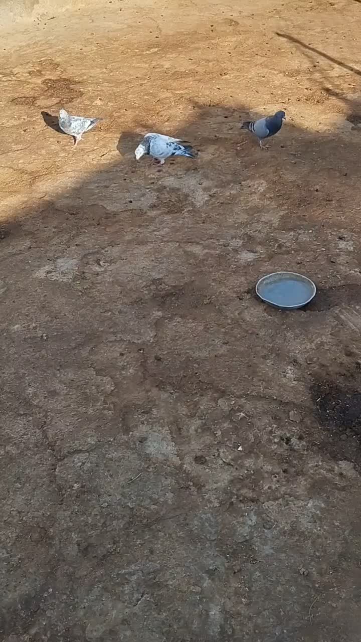 کبوتر پرشی زوردار|پرنده|گوآور, |دیوار