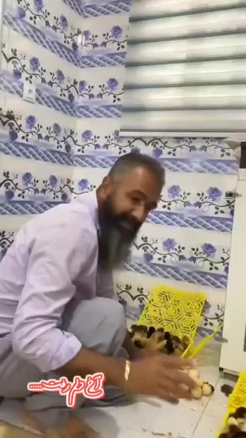 دستگاه جوجه کشی هدایت|لوازم جانبی حیوانات|سمنان, |دیوار